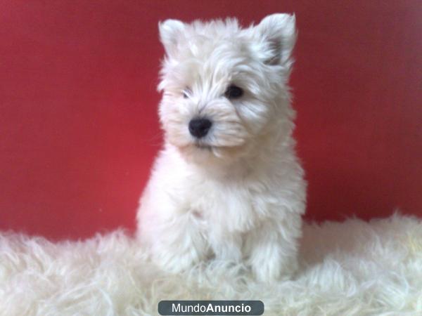 Westy cachorritos con pedigree de raza