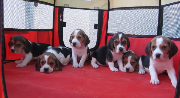 Beagles preciosa camada disponible