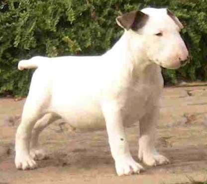 Bull terrier Macho para montas, pedigree de C.H   100