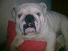 bulldog busca novia - mejor precio | unprecio.es