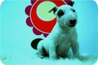 Cachorritos de Bullterrier de excelente calidad. - mejor precio | unprecio.es