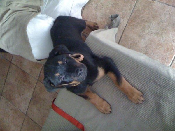 CACHORRO ROTTWEILER