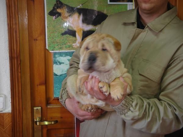 CACHORROS DE SHAR PEI 600