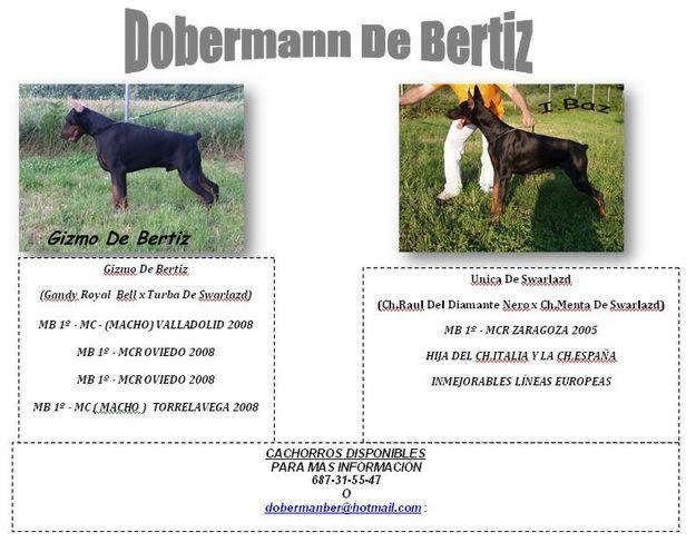 Cachorros Dobermann