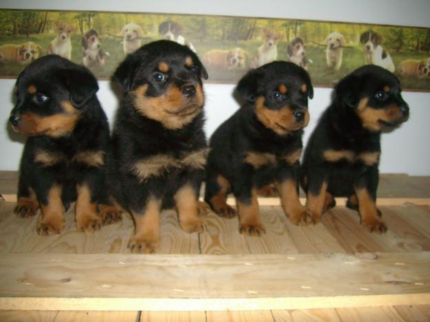 Cachorros Rottweiler