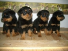 Cachorros Rottweiler - mejor precio | unprecio.es