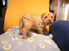 Camada de Shar pei