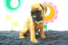 Dispongo de Camada de Boxer Canela y Atigrados - con Pedigre - www.animalflower.es - mejor precio | unprecio.es