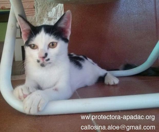 Elia una gatita bicolor muy original en adopción