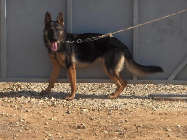 Gran cachorra de pastor aleman con pedigree