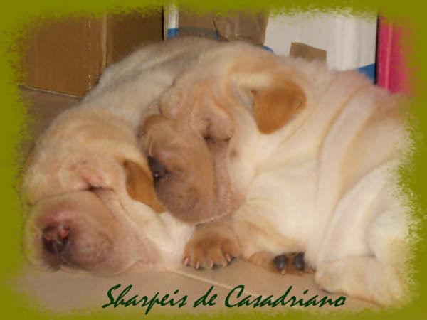 MIRA QUE SHAR PEI !!!!