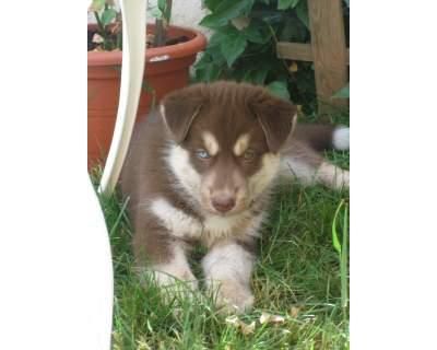 PRECIOSO HUSKY SIBERIANO