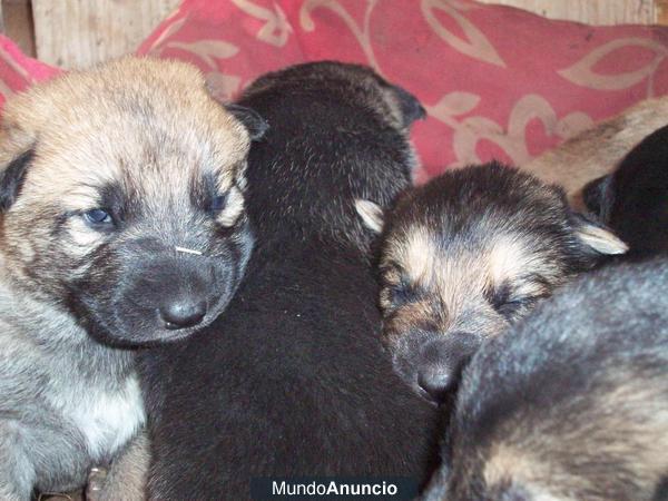 se regalan cachorros de pastor aleman mixto