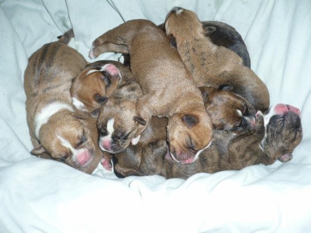 SE VENDEN CACHORROS DE AMERICAN STANFORD !!