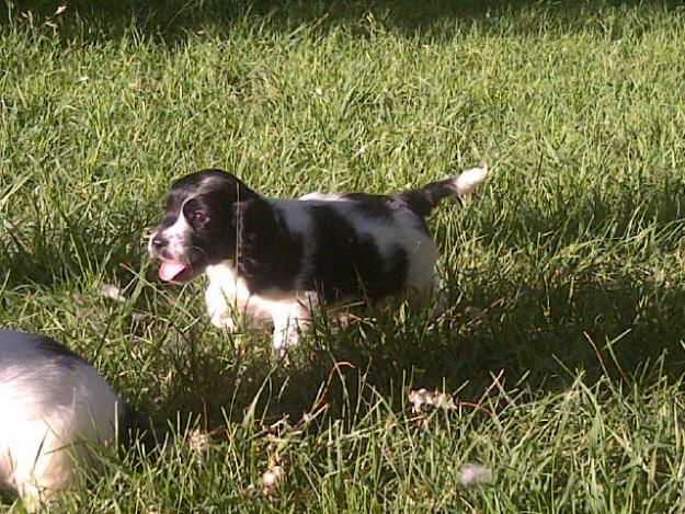 Vendo cachorros  de Cocker Spaniel Ingles Particolores Blancos y negros