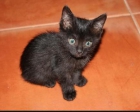 2 gatitos negros en adopción en la protectora tara verde castellon - mejor precio | unprecio.es