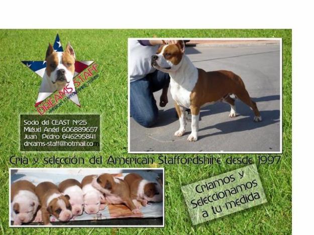 AMERICAN STAFFORDSHIRE TERRIER CACHORROS