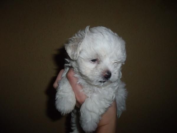 cachooros bichon maltes