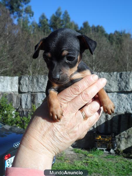 Camada de cachorros mini pincher