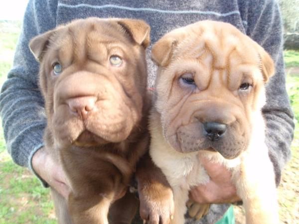 CAMADA SHAR-PEIS AMERICANOS 300E TRANSPORTES INCLUIDOS