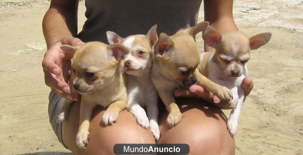 CHIHUAHUAS TOY BARCELONA 500€