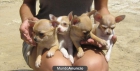 CHIHUAHUAS TOY BARCELONA 500€ - mejor precio | unprecio.es