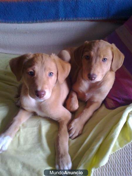 Luna y Dama, dos cachorras en adopción 2 meses