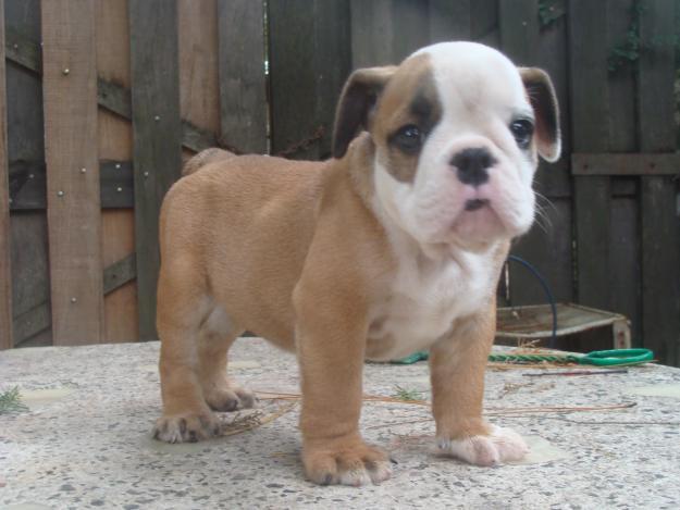 regalo bulldog ingles hembra cachorro por no poder atender