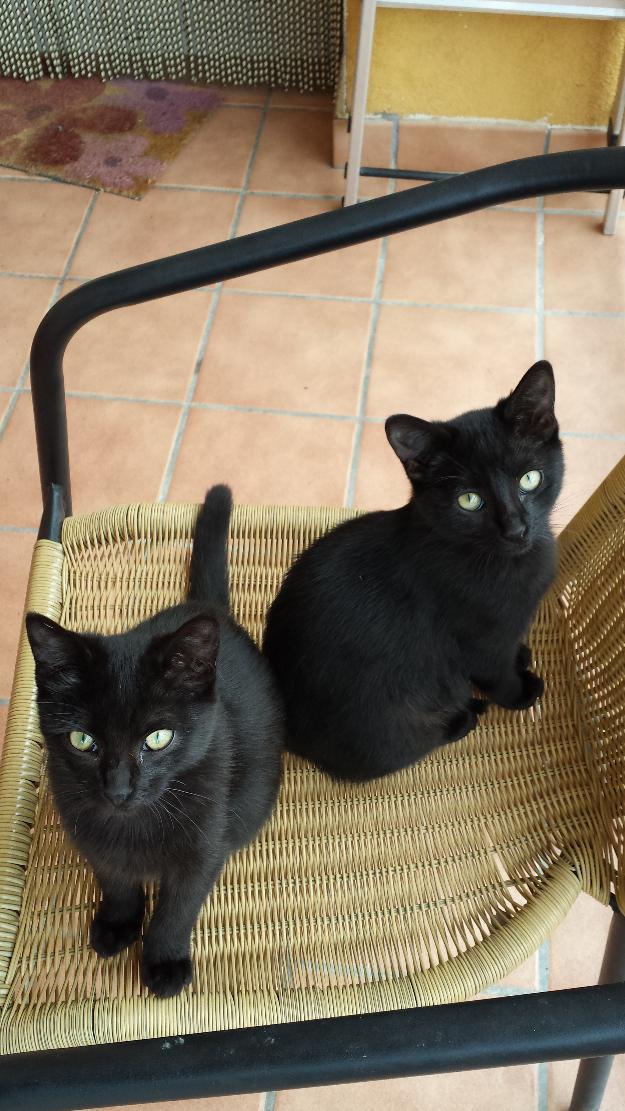 Regalo dos gatitas negras de 2 meses muy mansas