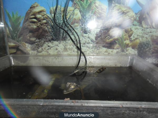 se vende caiman 150€ Cites y núcleo zoologico