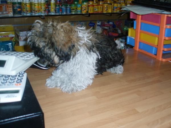 Shih tzu 295 euros