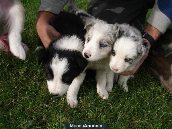 VENDO CACHORROS BORDER COLLIE