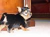 YORKSHIRE terrier - Villaverde Alto