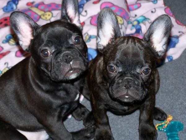 100   CON ENCANTO NEGRO Bulldog Francés CACHORROS A LA VENTA