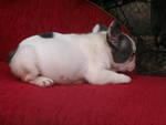 bulldog frances, excelentes cachorritos