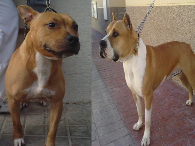 cachorros american stafforshire terrier