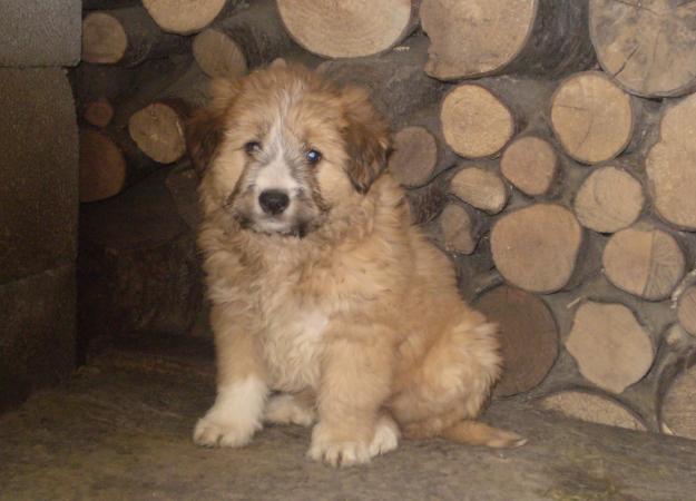 CACHORROS DE PASTOR VASCO