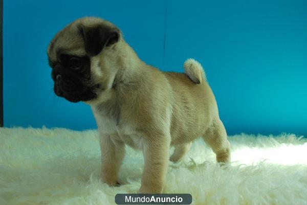 Disponible camada de Carlino Pug, primera calidad