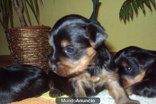 PRECIOSA CAMADA YORKSHIRE TERRIERS NACIDOS EN MALLORCA