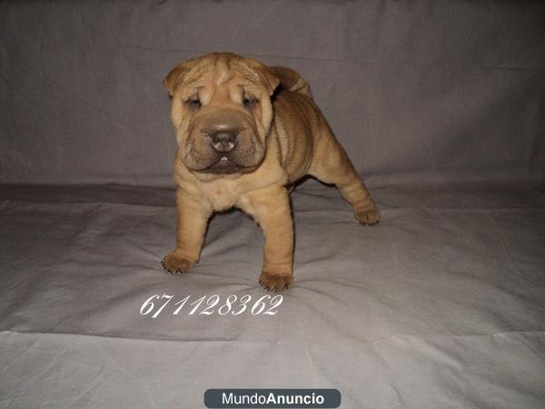 Precioso SHAR PEI - VENDO - FALCÓ