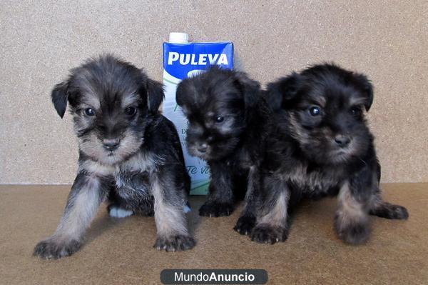 SCHNAUZER MINIS SAL Y PIMIENTA  290€