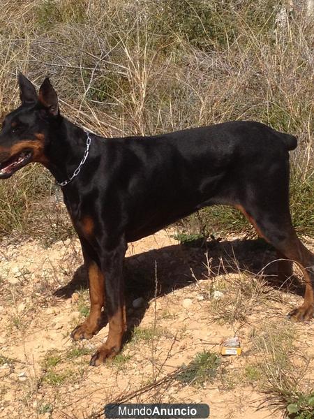 DOBERMAN HEMBRA ADULTA 3 AÑOS