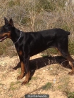 DOBERMAN HEMBRA ADULTA 3 AÑOS - mejor precio | unprecio.es