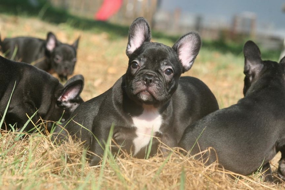 Bulldog Francés Loe color negro , ven a vernos estamos en Madrid , Máxima seriedad