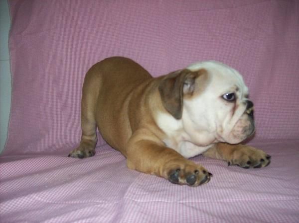 Cachorritos de BULLDOG  INGLES 900  - PEDIGREE PURA RAZA