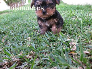 cachorro de yorkshire de dos meses