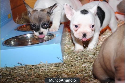 Cachorros bulldog frances pra su la adopcion