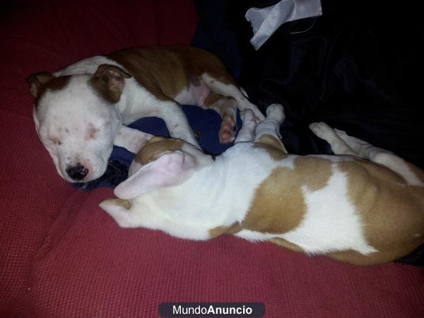 CACHORROS DE AMERICAN STAFFORDSHIRE PEDIGREE