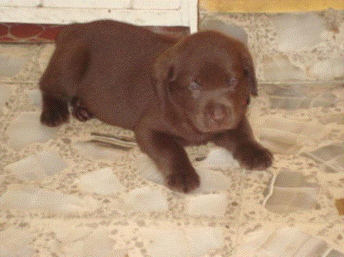 Cachorros de labrador dorados negros.