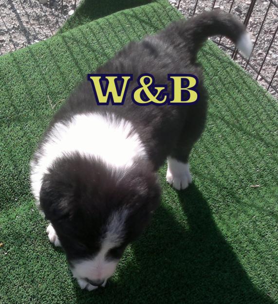 Cachorros , Puppies Border Collie, misma camada alta calidad, y diferentes precios.